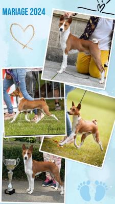 Du Domaine D'emavina, levage de Basenji