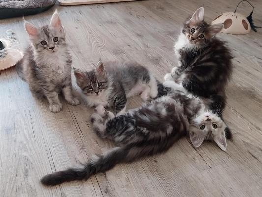 Des Coons D'erevan, levage de Maine Coon