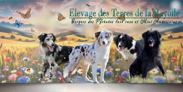 Des Terres De La Bayolle, levage de Chien De Berger Des Pyrnes  Face Rase