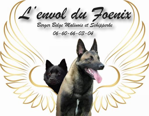 De L'envol Du Foenix, levage de Berger Belge Malinois