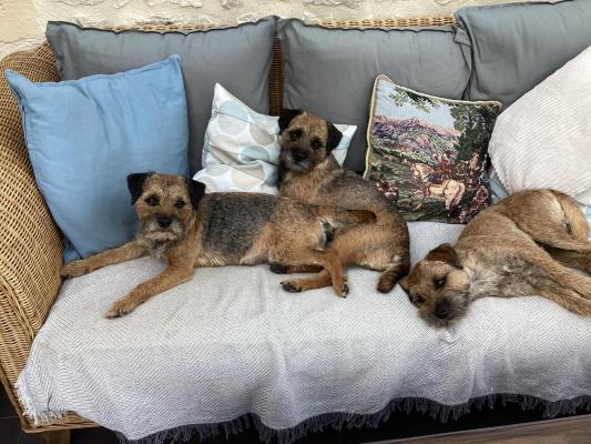 Borderbobs, levage de Border Terrier