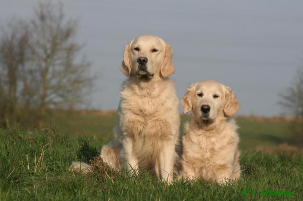 Of Glen Sheallag, levage de Golden Retriever