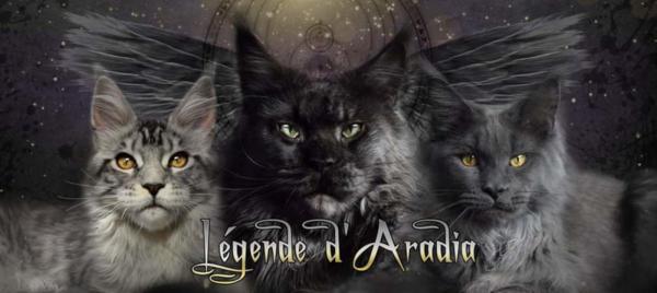 La Lgende D'aradia, levage de Maine Coon