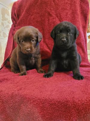 De La Petite Cauviniere, levage de Labrador Retriever