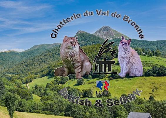 Val De Brenne, levage de Selkirk Rex Poil Long