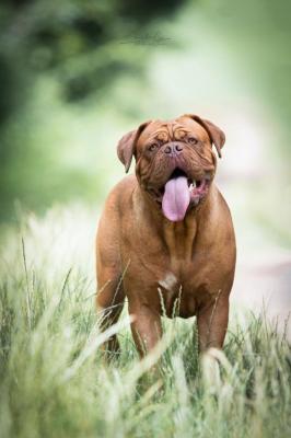 De La Taniere De Luperca, levage de Dogue De Bordeaux