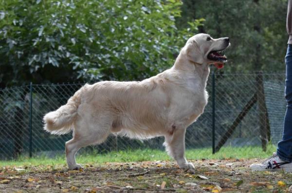 Elevage Des Vignes Du Broca, levage de Golden Retriever