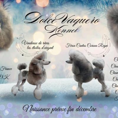 Dolce Vaquero, levage de Grand Caniche