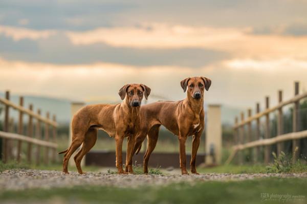 Of Wonderful Paws, levage de Rhodesian Ridgeback