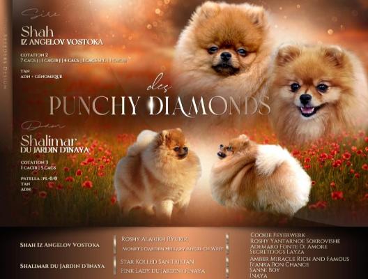 Des Punchy Diamonds, levage de Spitz Nain