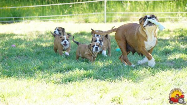 Des Belles Truffes, levage de Bulldog Continental