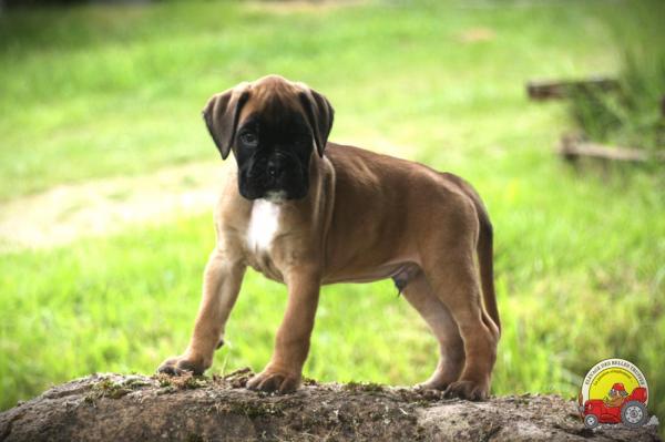 Des Belles Truffes, levage de Boxer