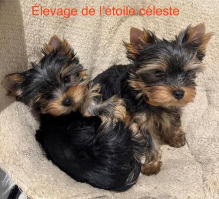 toile Cleste, levage de Yorkshire Terrier