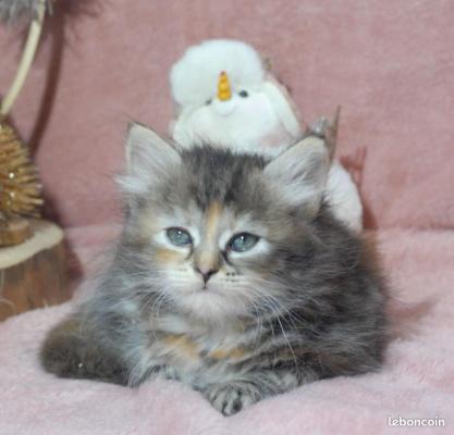 Les Bouilles D'amour Da La Jaubertie, levage de Siberien