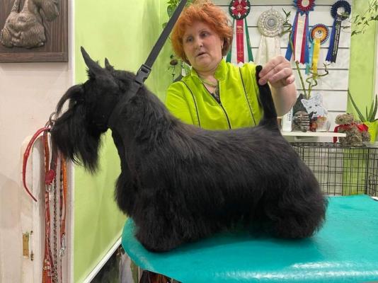 Des Terres D'excalibur, levage de Scottish Terrier