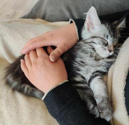 Du Loknesse, levage de Maine Coon