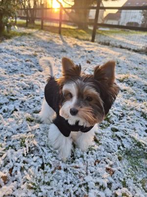 Le Fenil Des Canailles, levage de Biewer Yorkshire Terrier