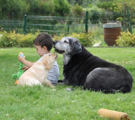 Des Perles De Saint Albin, levage de Labrador Retriever