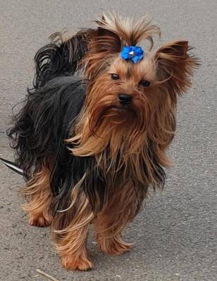 De L'toile Du Loch, levage de Yorkshire Terrier