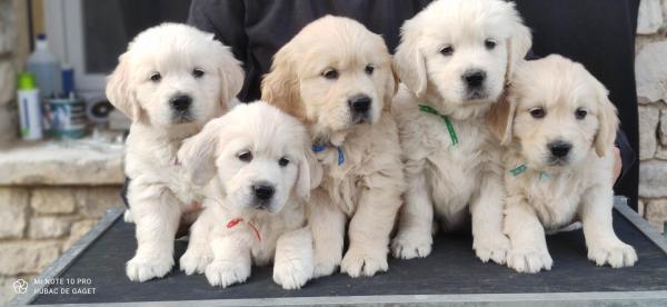 Hubac De Gaget, levage de Golden Retriever