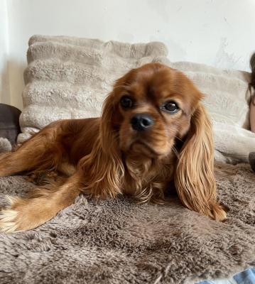 Sans Affixe, levage de Cavalier King Charles Spaniel