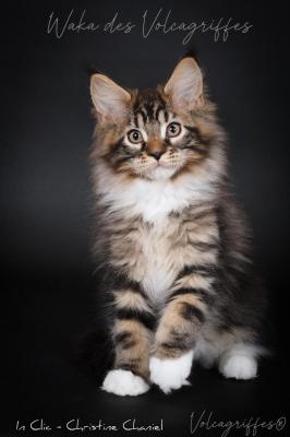 Des Volcagriffes, levage de Maine Coon