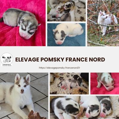 Elevage Pomsky France Nord, levage de Pomsky