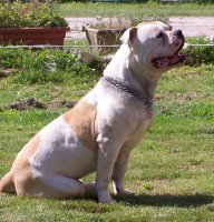 Des Loups D'aphrodite, levage de Bulldog Americain