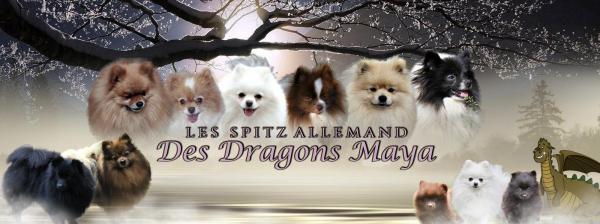 Dragons Maya, levage de Spitz Nain