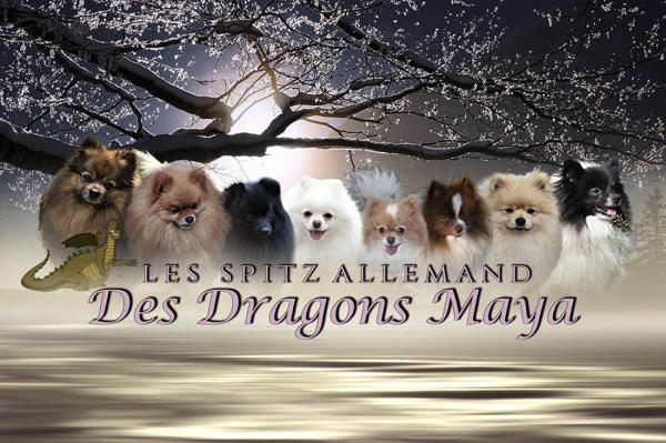 Dragons Maya, levage de Petit Spitz