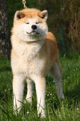 Akita Inu Of Ikenohatade, levage d'Akita Inu