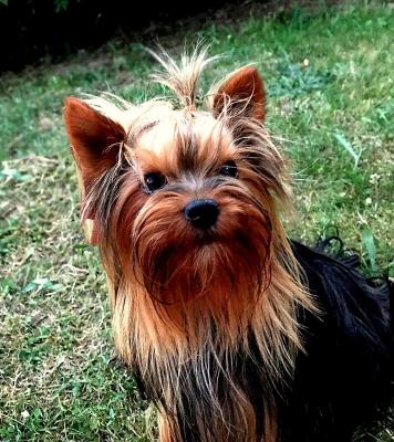 Onitsha's, levage de Yorkshire Terrier