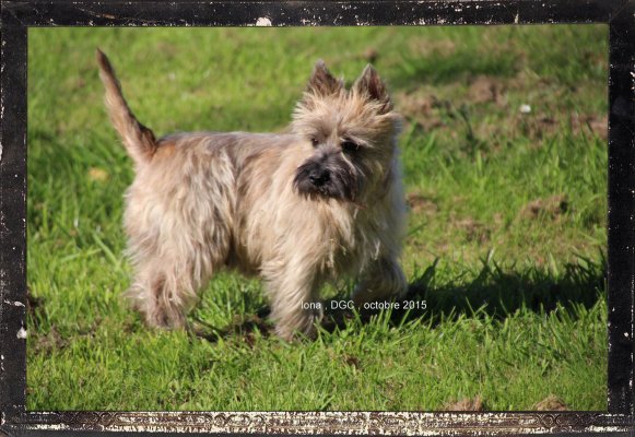 Des Guerriers Chippewas, levage de Cairn Terrier