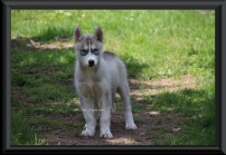 Des Guerriers Chippewas, levage de Husky Siberien