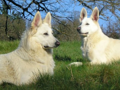 La Valle Des Bergers Blancs, levage de Berger Blanc Suisse