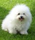 La Grande Equinoxe, levage de Bichon  Poil Fris