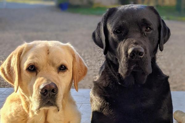 Du Pr De L'gvonne, levage de Labrador Retriever