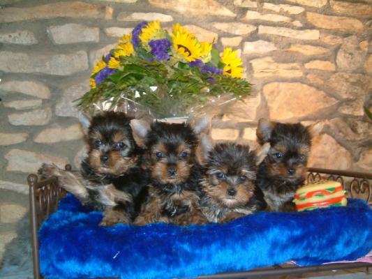 De La Marquise De Rascagnac, levage de Yorkshire Terrier