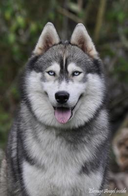 Of Devil Inside, levage de Husky Siberien