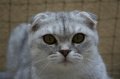 Comt Niois, levage de Scottish Fold