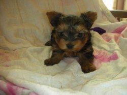 Of Nice Animals, levage de Yorkshire Terrier