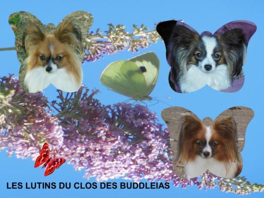 Afficher le site de l'levage Les Lutins Du Clos Des Buddleias