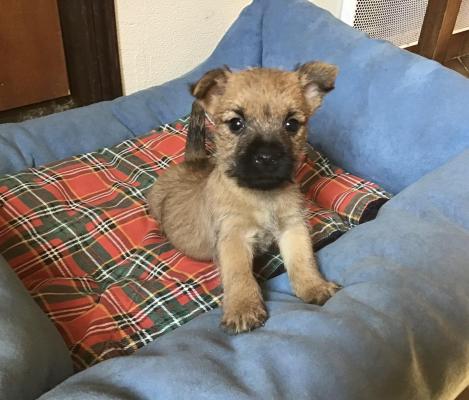 Du Hameau Des Landes, levage de Cairn Terrier