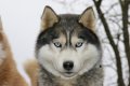 Des Rves De Neige, levage de Husky Siberien