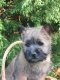 Le Parc Des Acacias, levage de Cairn Terrier