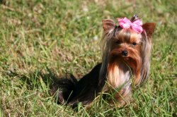 Du Fief St Theau, levage de Yorkshire Terrier