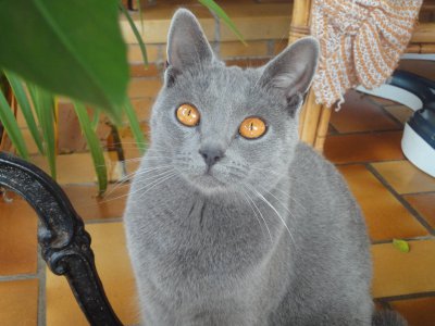 Chatterie De Borredon, levage de Chartreux