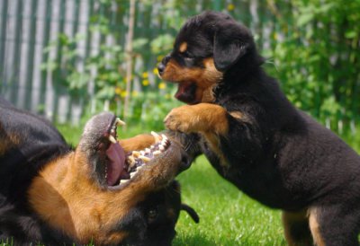 Afficher le site de l'levage     Rottweilers De L'illiason