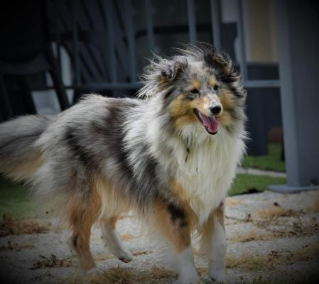 Aniparc, levage de Chien De Berger Des Shetland