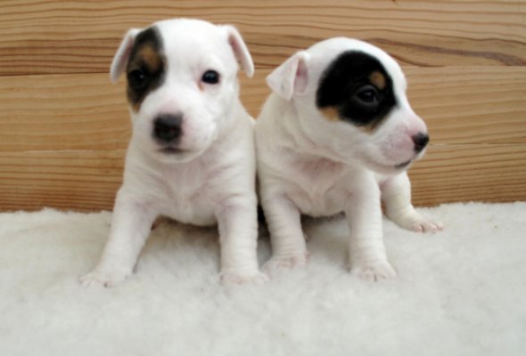 Elevages De Jack Russell Terrier Terrier Jack Russel En